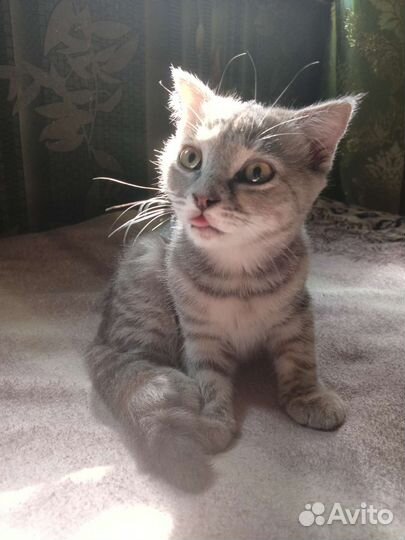 Вислоухий котёнок