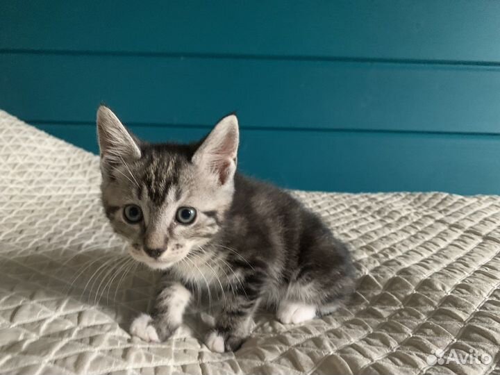 Котята курильский бобтейл