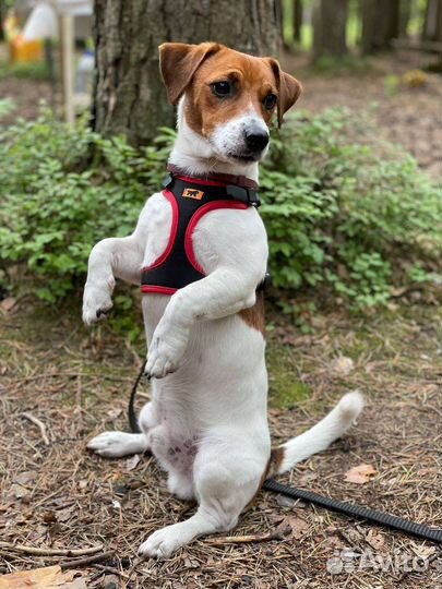 Случка джек рассел