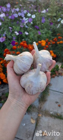 Чеснок