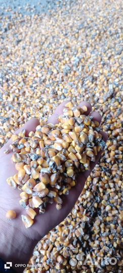 Кукуруза зерно