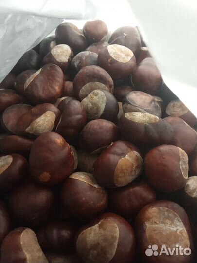 Каштаны для поделок