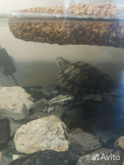 Черепашки с аквариумом