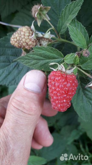 Плодовые деревья и кустарники