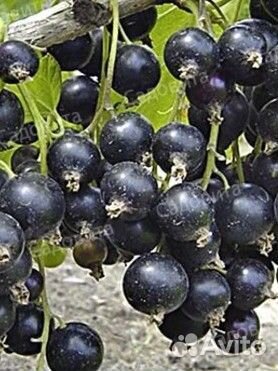 Саженцы черной смородины