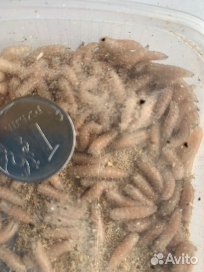 Малек,мотыль