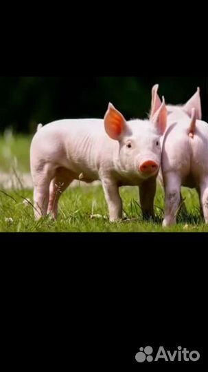Поросята