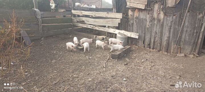 Поросята 1 месяц