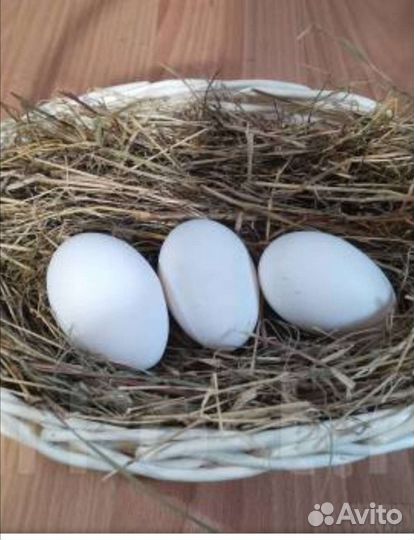 Инкубационное яйцо. Леггорн