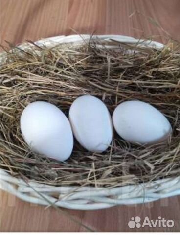 Инкубационное яйцо. Леггорн