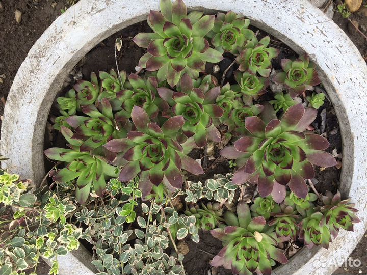 Суккуленты