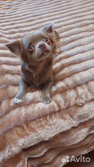Щенки чихуахуа длинношерстные