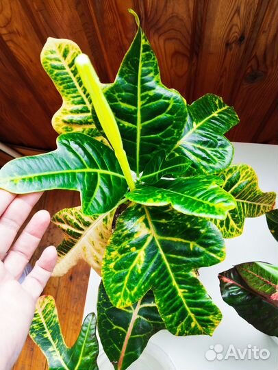 Кодиеумы/Кротоны сортовые