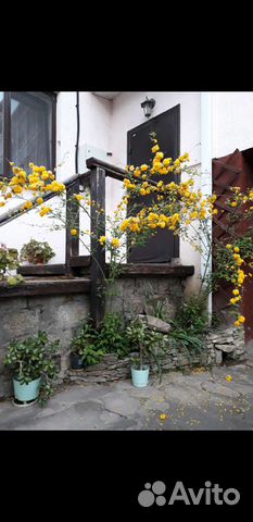 Керрия японская махровая