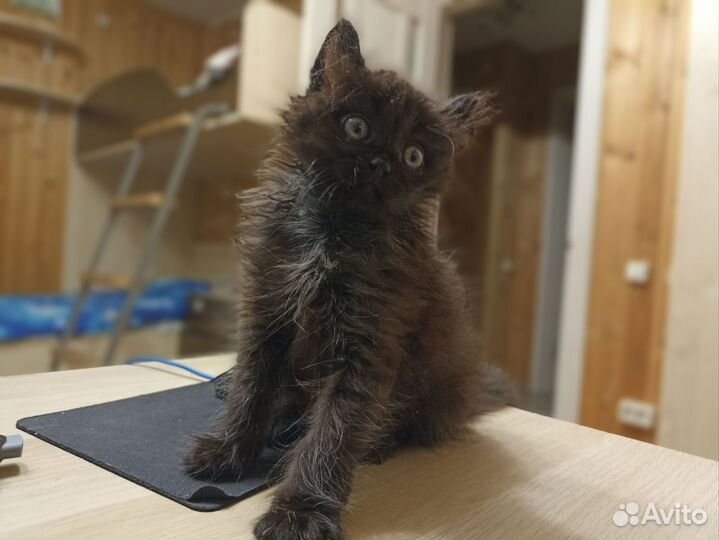 Абсолютно чёрный котёнок
