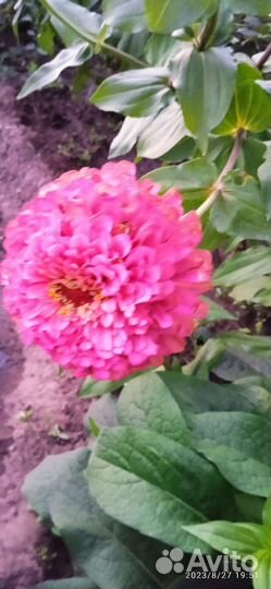 Астры, цинии - на срез