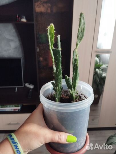 Кактус бесплатно