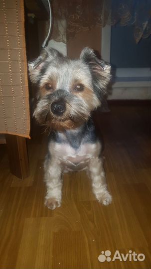 Йорк девочка ищет мальчика