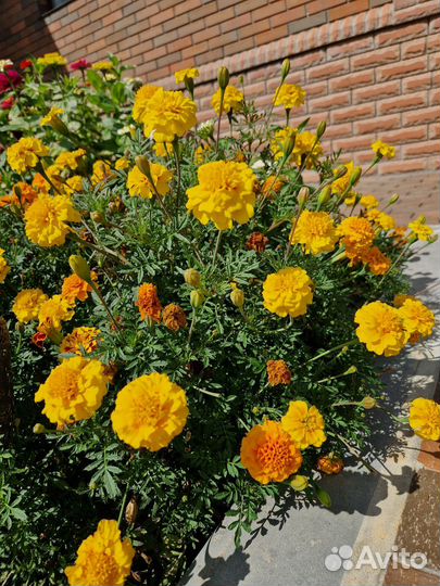 Бархатцы семена