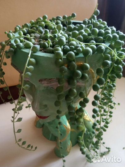 Крестовник роули