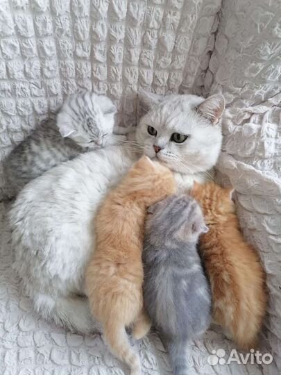 Котята