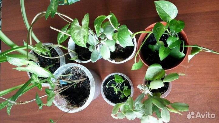 Цветы домашние