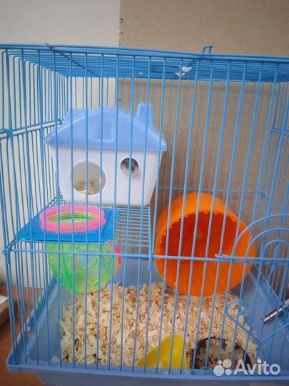 Джунгарский хомяк с клеткой