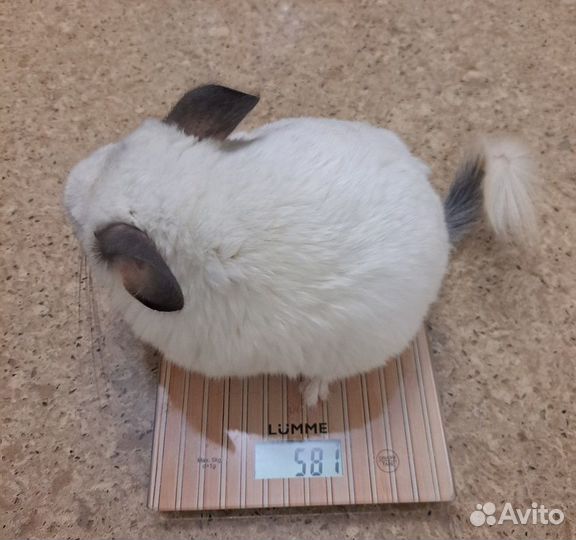 Шиншилла девочка 1год 1 месяц