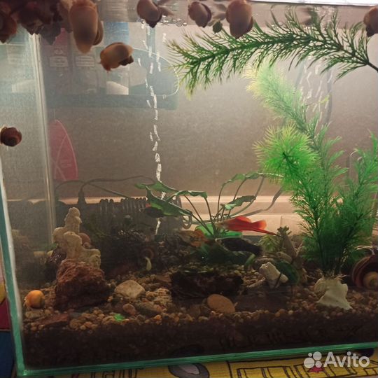 Аквариум