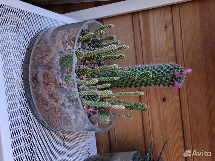 Церопегия,роули,кактус и много ещё