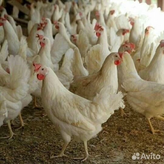 Куры несушки