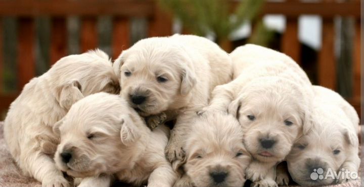 Золотистый ретривер