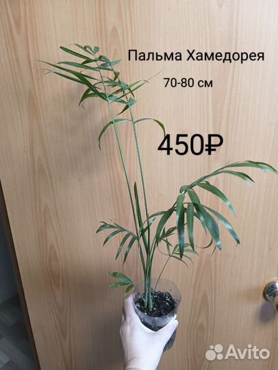 Пальма Хамедорея
