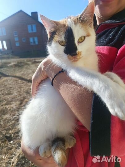 Очаровательные котики в добрые лапки