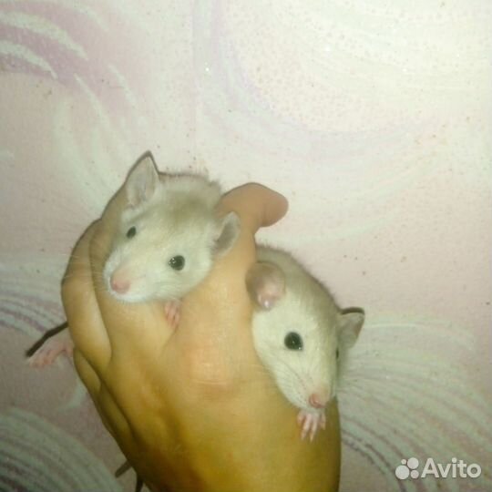 Крысы Дамбо,ручные