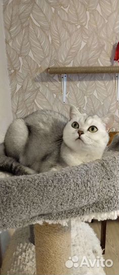 Кошечка Страйт шиншилла