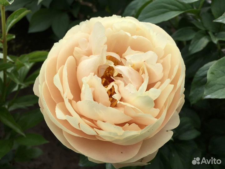 Деленка пиона