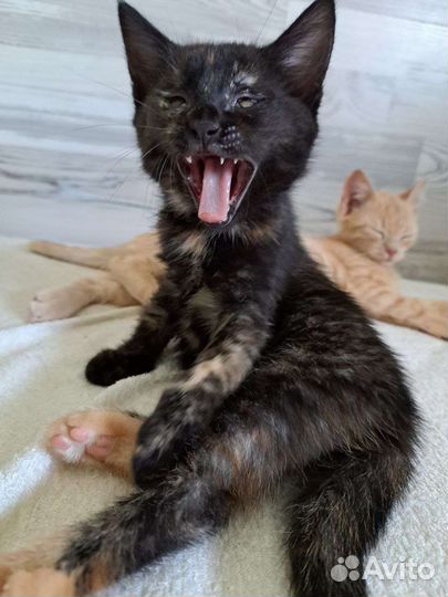 Котятки в добрые руки