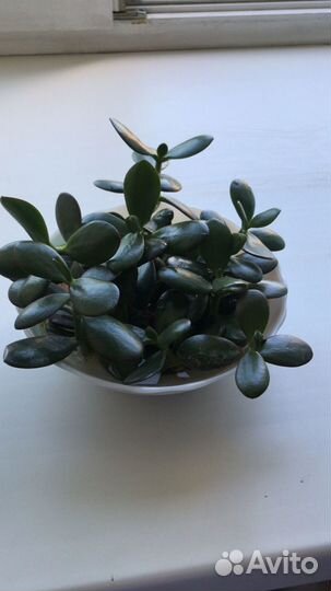 Толстянка ростки денежное дерево