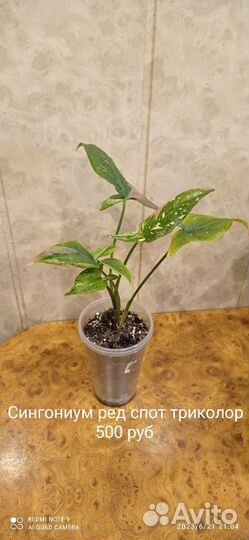 Сингониумы