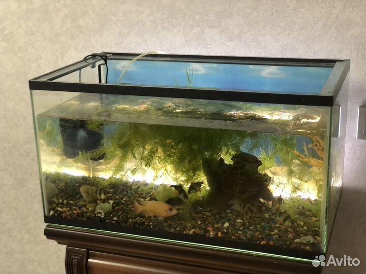 Аквариум 100 литров с рыбами