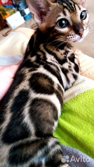 Зеленоглазая красотка