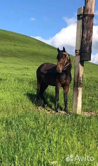 Карачаевский жеребец