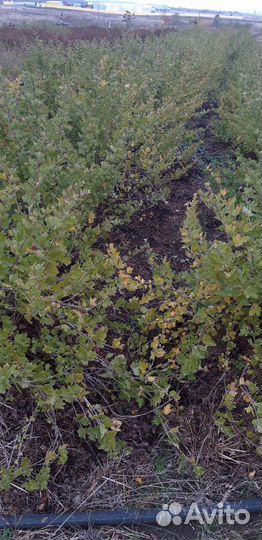 Саженцы крыжовника