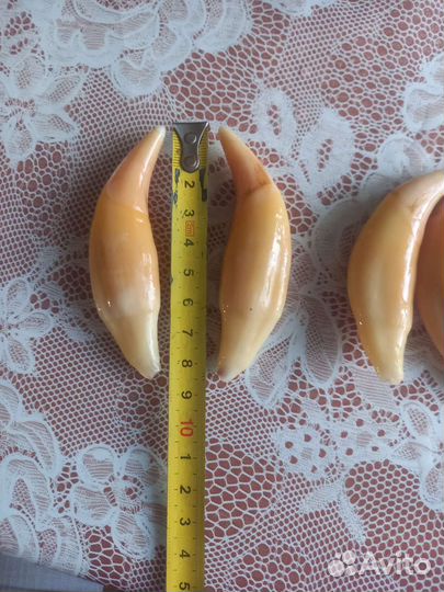 Клык медведя имитация