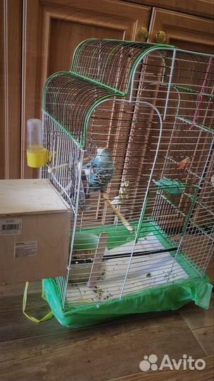 Попугаи пара