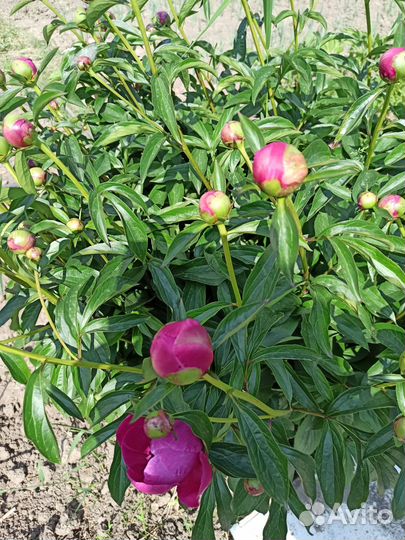 Пионы срезка