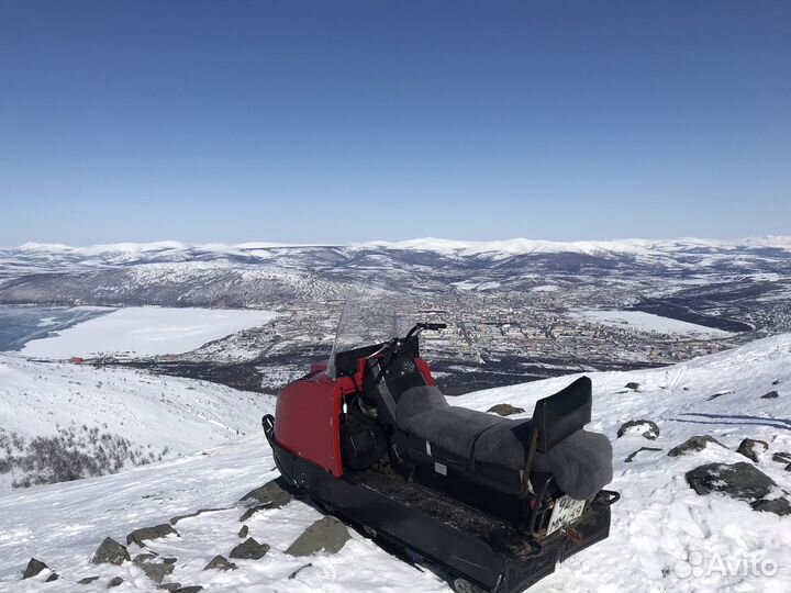 Буран (барс)