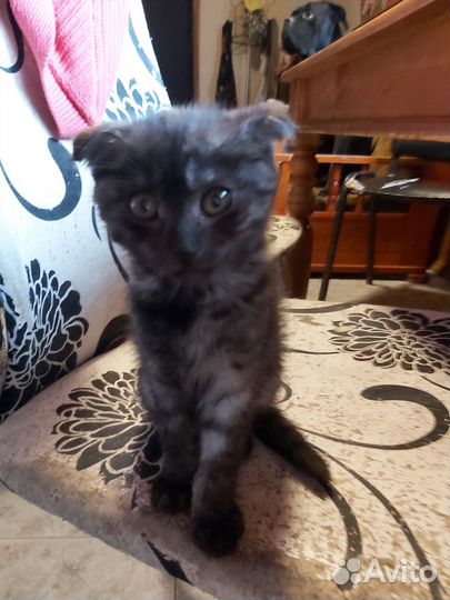 Отдам в добрые руки