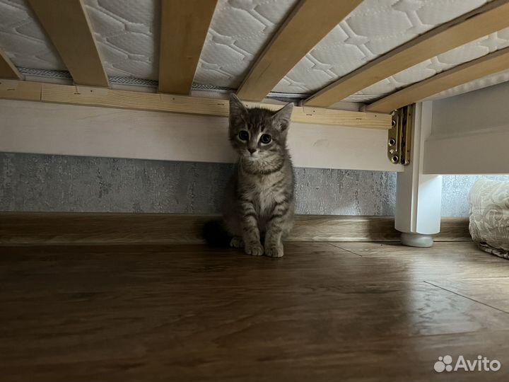 Котенок мальчик ищет дом